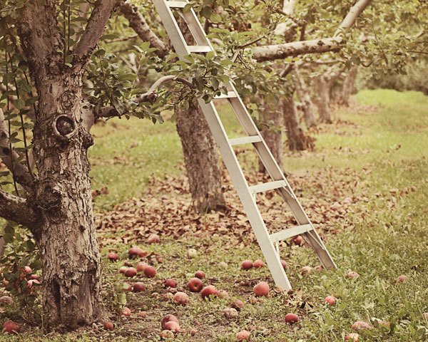 Apple Orchard Photo
