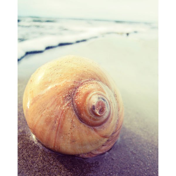 Snail Sea Shell