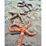 Starfish On A Beach