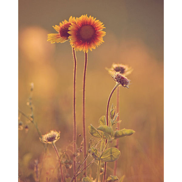 Prairie Sunflowers